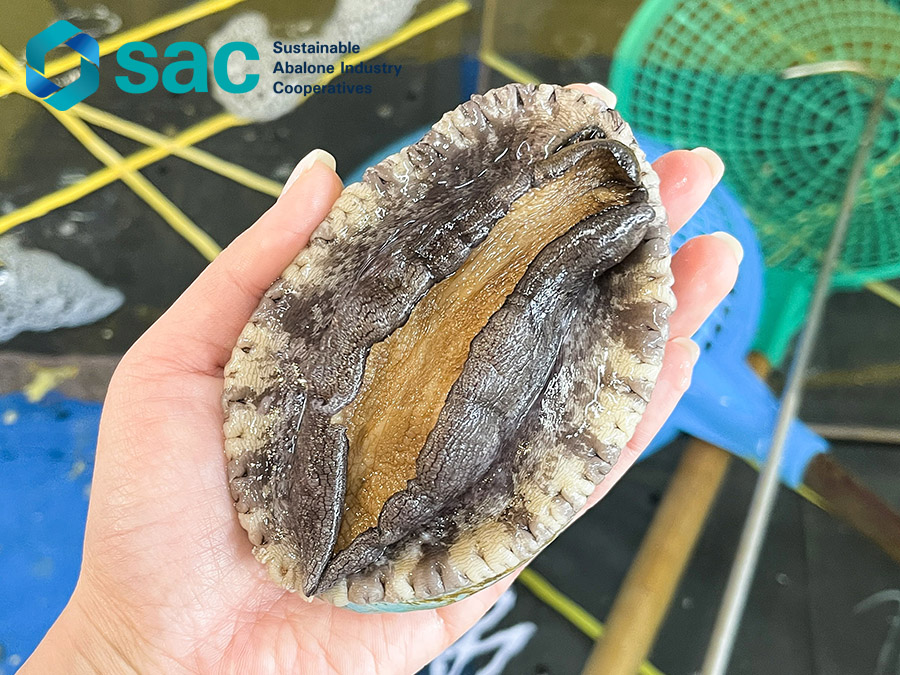 Live abalone (XL size)